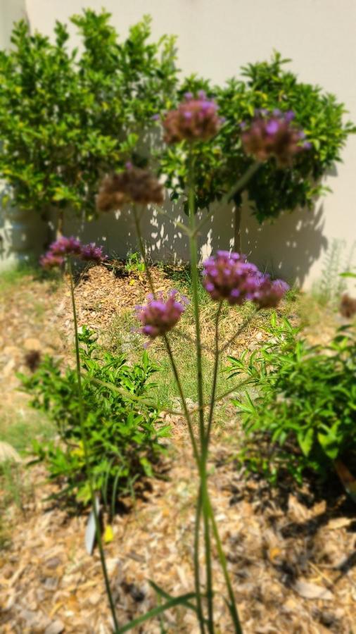 Chez Nous Dans Notre Petit Jardin Appartamento Montpellier Esterno foto